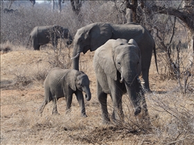 Kruger NP